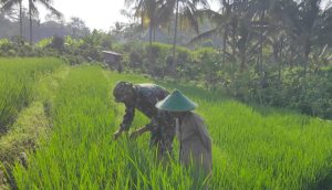 Babinsa Desa Segawe Dampingi Petani, Wujudkan Ketahanan Pangan di Wilayah Binaan