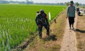 Serka Junaedi Dampingi Petani Semprot Gulma, Dukung Ketahanan Pangan Nasional